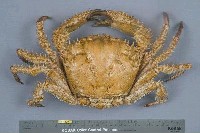 藏品(武裝深海蟹)的圖片